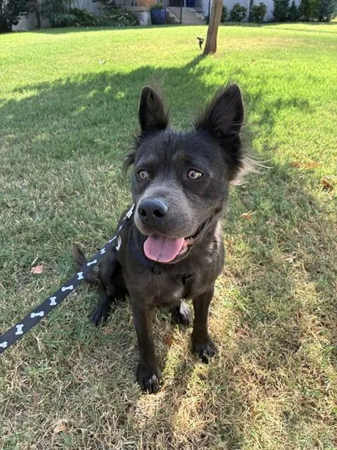 An adult medium-sized male Chow Chow dog named Doogie Chowzer for adoption in Oklahoma City, OK
