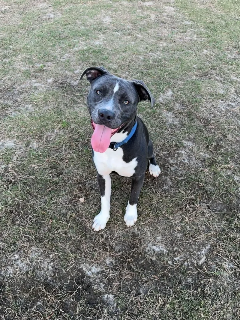 Rex