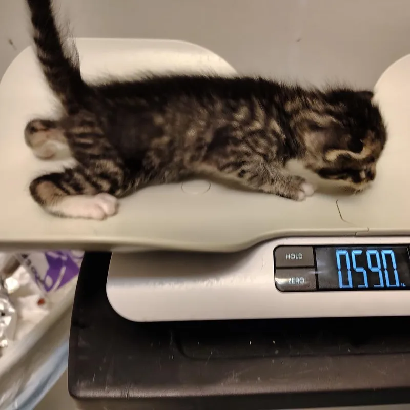A baby small-sized male Gray / Blue / Silver Domestic Short Hair cat named BKKofaRed Collar for adoption in Coos Bay, OR
