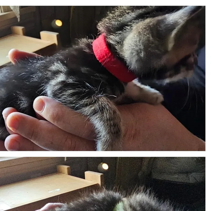 BKKofaRed Collar thumbnail 2