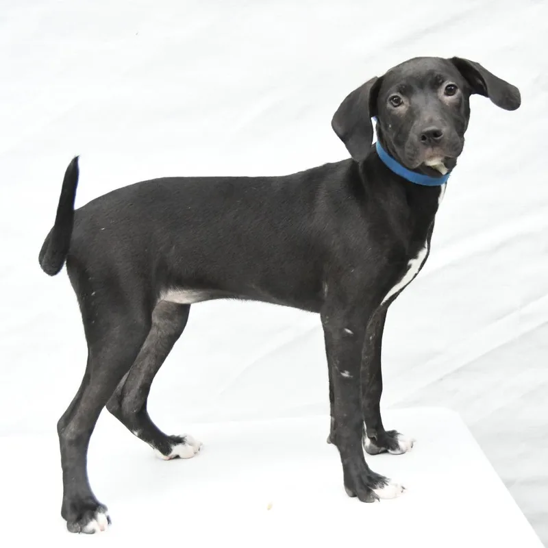 A baby medium-sized female Black Labrador Retriever dog named Windy for adoption in South Elgin, IL