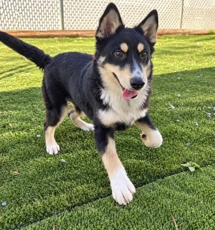 A baby large-sized male Husky dog named Bacon for adoption in Paducah, KY