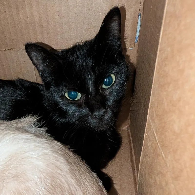 A young medium-sized female Domestic Short Hair cat named Apple for adoption in Tacoma, WA