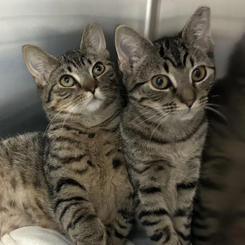 Bambi & Faline thumbnail 2