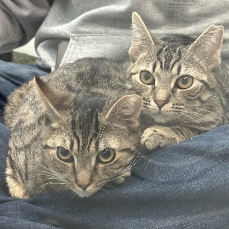 Bambi & Faline thumbnail 3