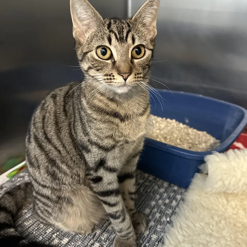 Bambi & Faline thumbnail 4