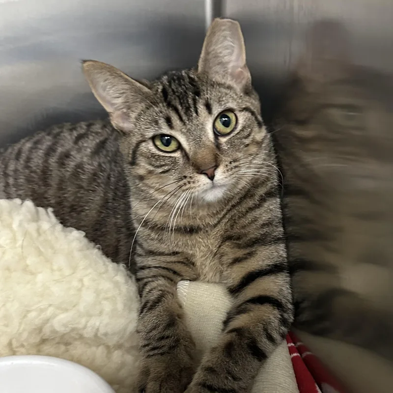 Bambi & Faline thumbnail 5