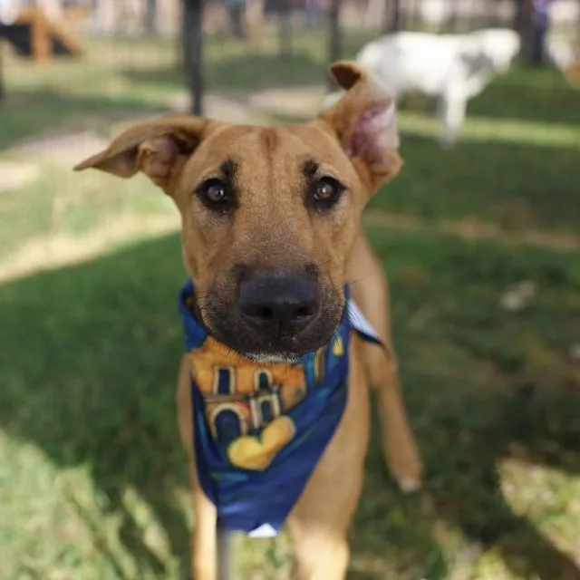A young medium-sized female Shepherd dog named Nala for adoption in San Antonio, TX