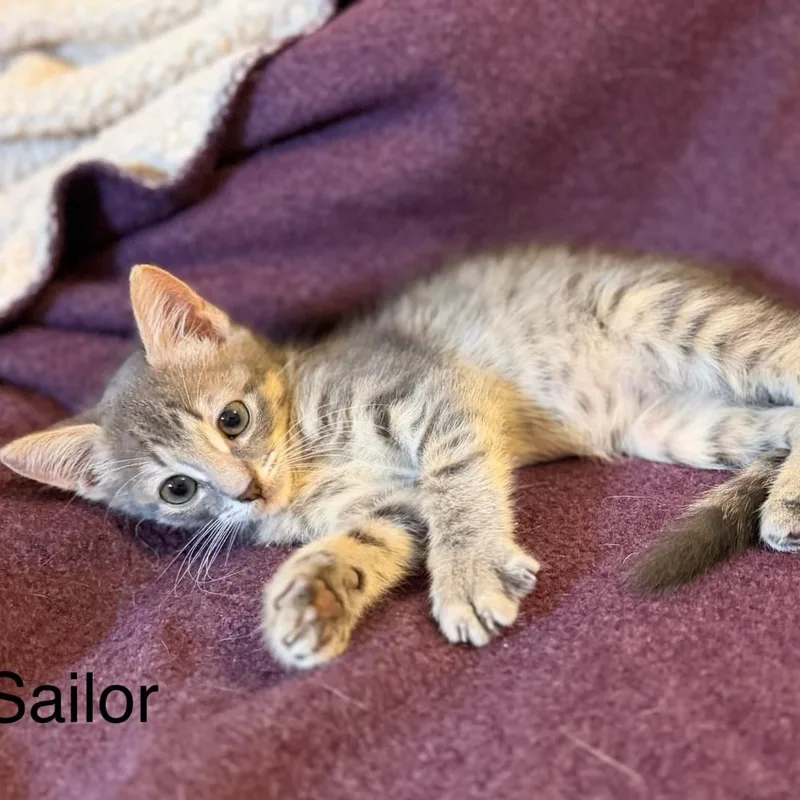 A baby small-sized female Domestic Short Hair cat named Sailor Vanourek for adoption in Morrison, CO