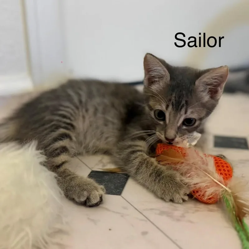 Sailor Vanourek thumbnail 3