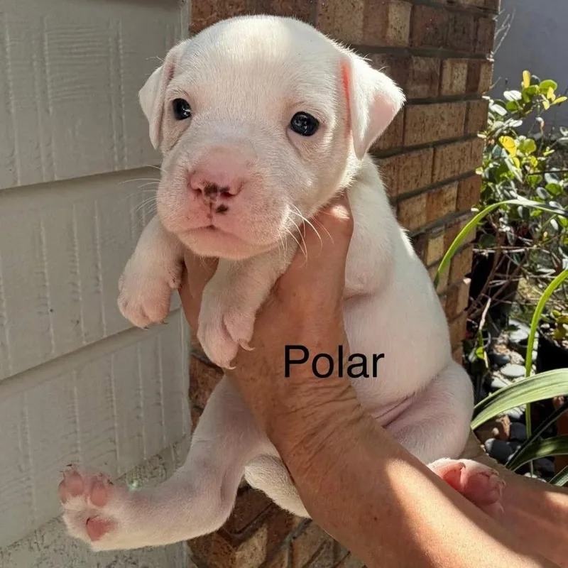 Polar thumbnail 2