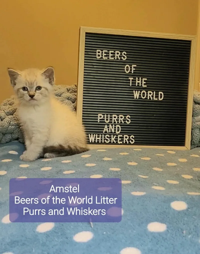 A baby medium-sized female Tabby (Tiger Striped) Domestic Short Hair cat named Amstel for adoption in New Hartford, NY
