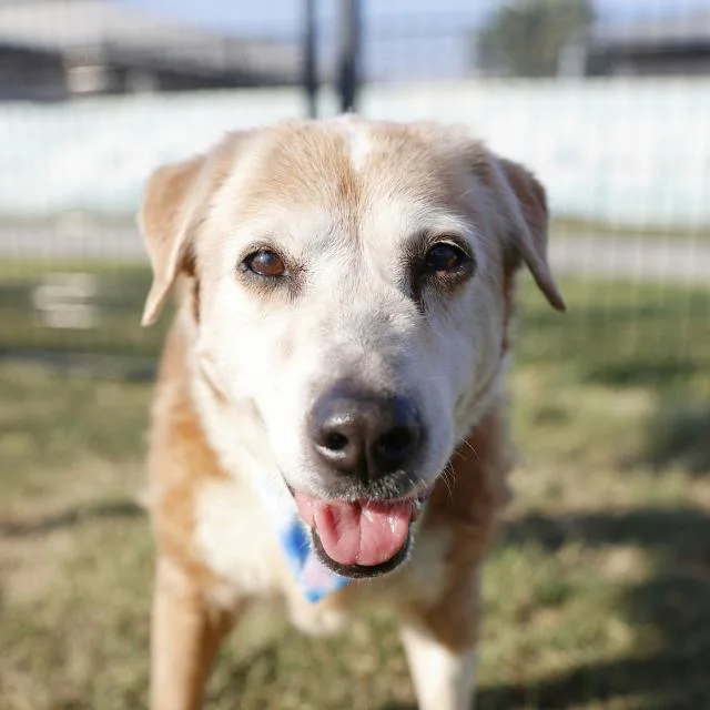 A senior medium-sized female Beagle dog named Tootsie for adoption in San Antonio, TX