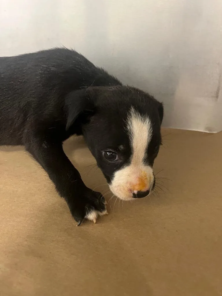 A baby large-sized male Mixed Breed dog named Rockruff for adoption in Cartersville , GA