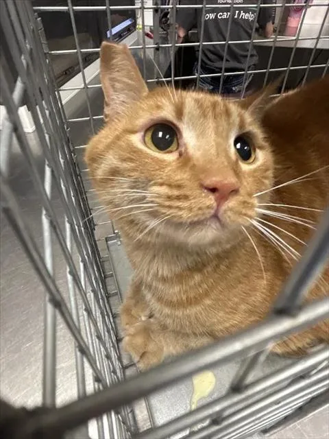 An adult small-sized male Domestic Short Hair cat named Precious E for adoption in Las Vegas, NV