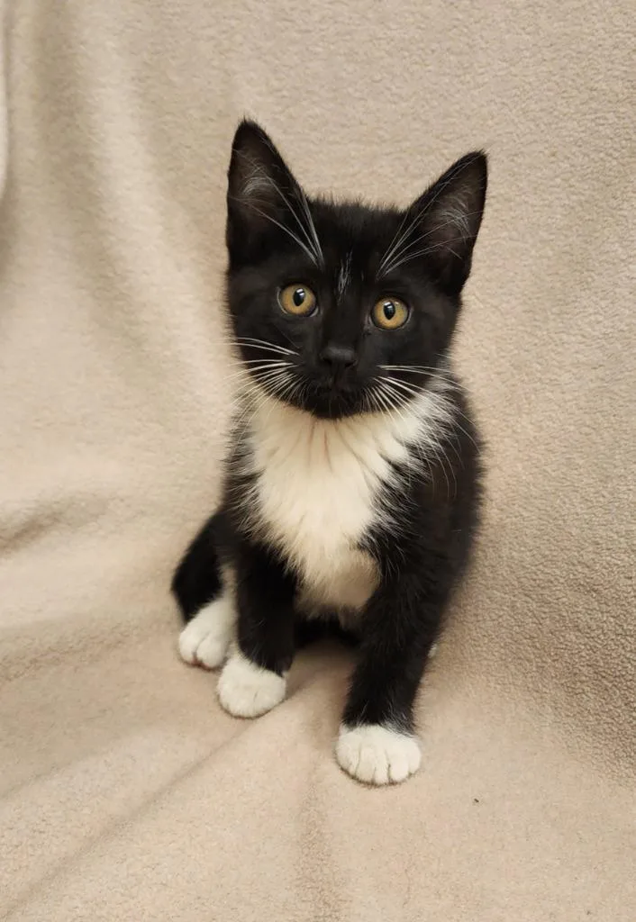 A baby medium-sized male Domestic Short Hair cat named Edwin for adoption in Superior, WI