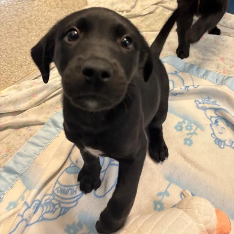 A baby medium-sized female Black Mixed Breed dog named Starfire for adoption in Washington Township, OH