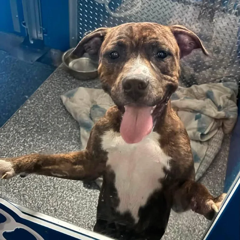 An adult medium-sized male Brindle Mixed Breed dog named Bugsy for adoption in Grand Rapids, MI