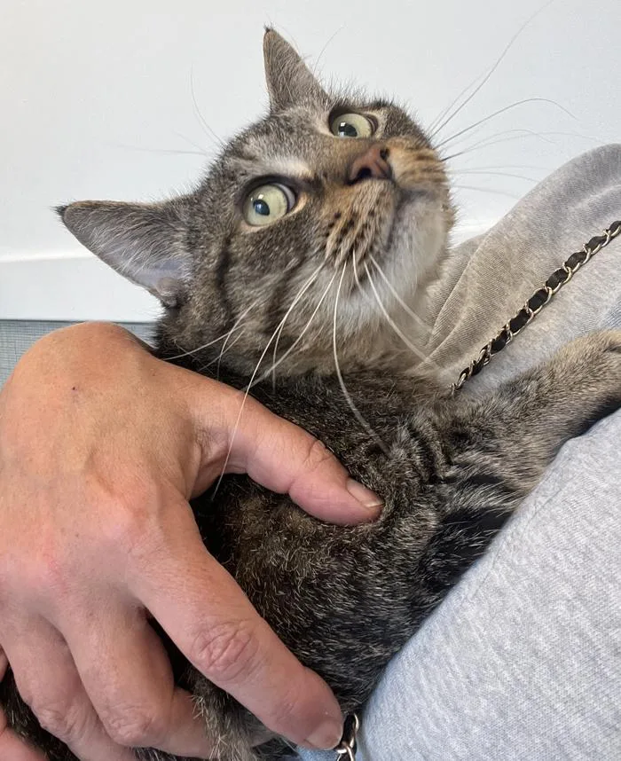 An adult large-sized male Tabby (Gray / Blue / Silver) Domestic Short Hair cat named Mini Bob for adoption in Mansfield, MA