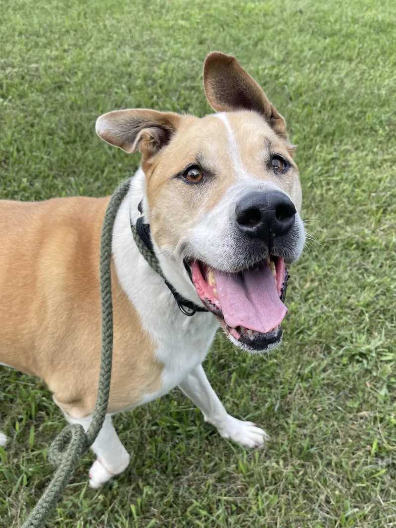 Dozer