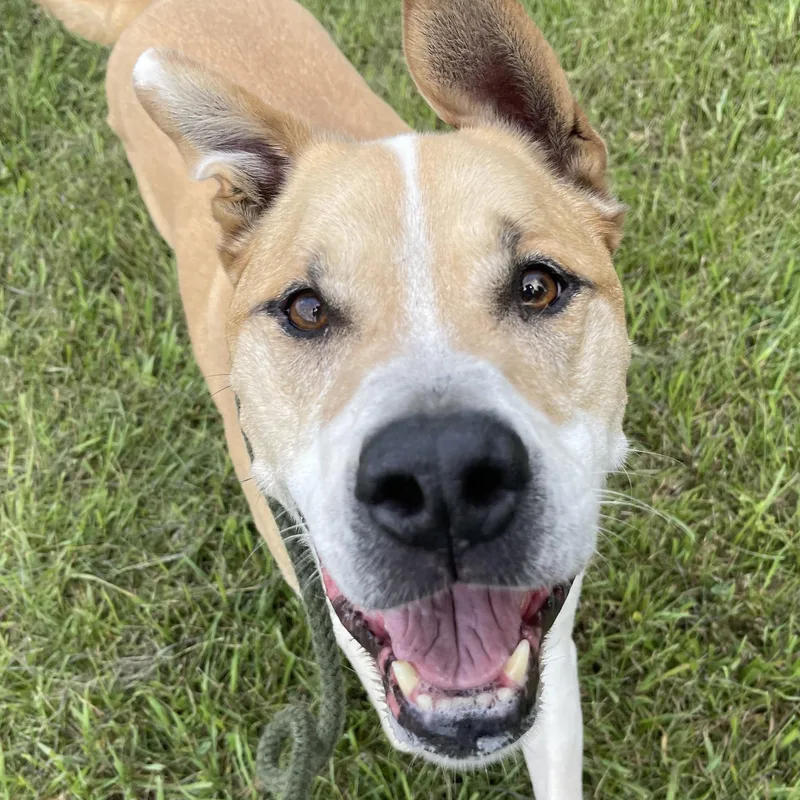 Dozer thumbnail 3