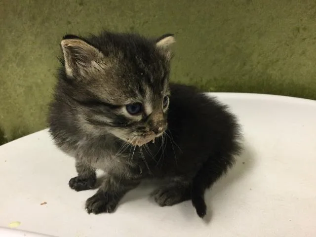 A baby small-sized male Domestic Short Hair cat named Tile for adoption in Riverside, CA