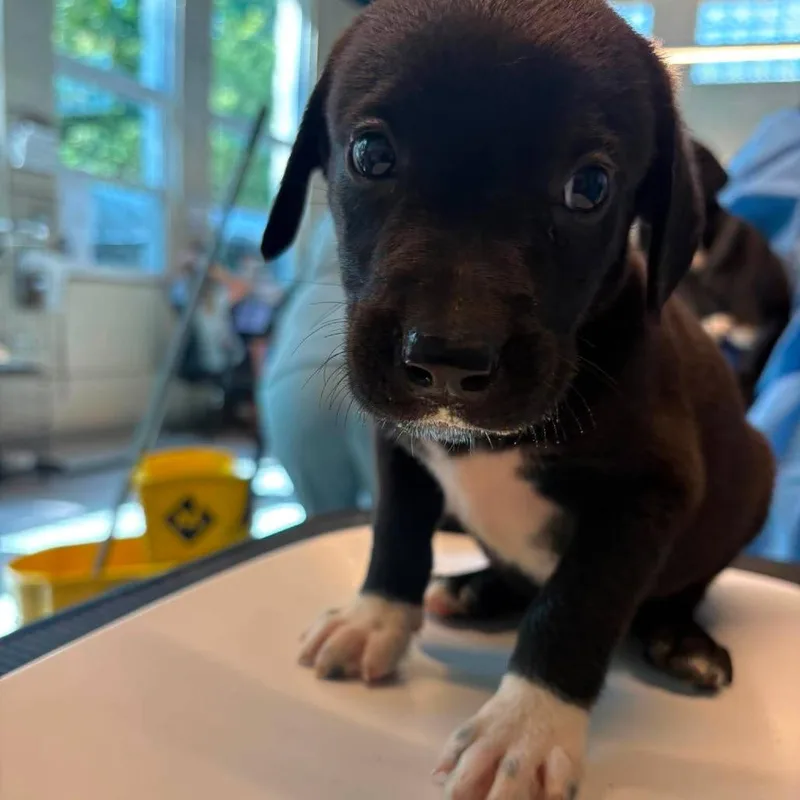 A baby small-sized male Black Mixed Breed dog named Bluto for adoption in Huntington, WV