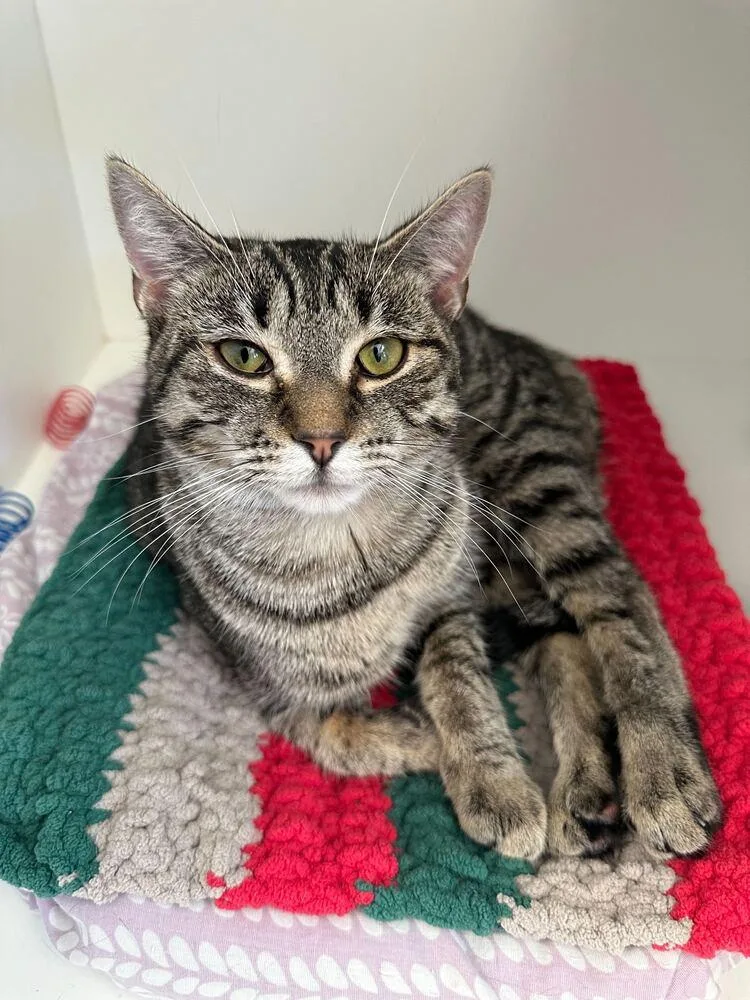 A baby medium-sized female Domestic Short Hair cat named Ila for adoption in Milltown, NJ