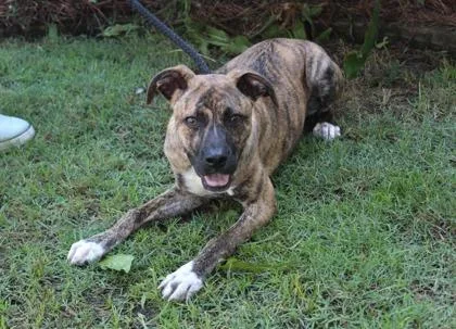 An adult medium-sized male Plott Hound dog named Roman Candle for adoption in Brunswick, GA