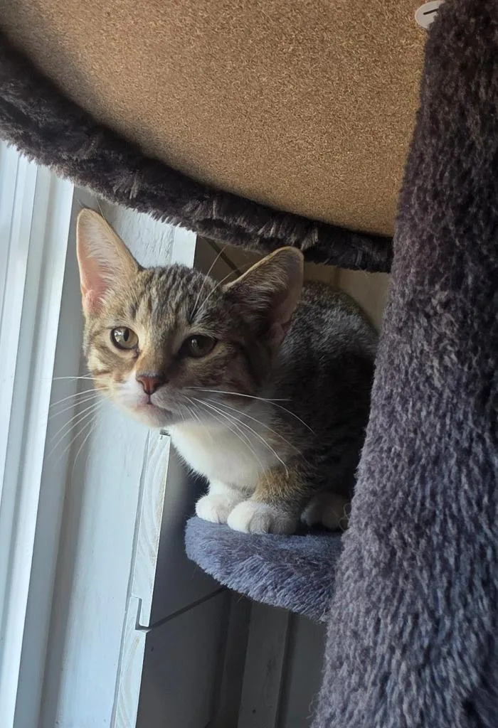A baby medium-sized female Domestic Short Hair cat named Olive for adoption in Miami, OK