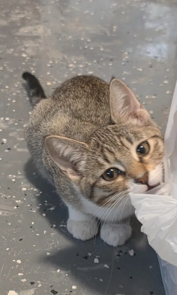 Olive thumbnail 3