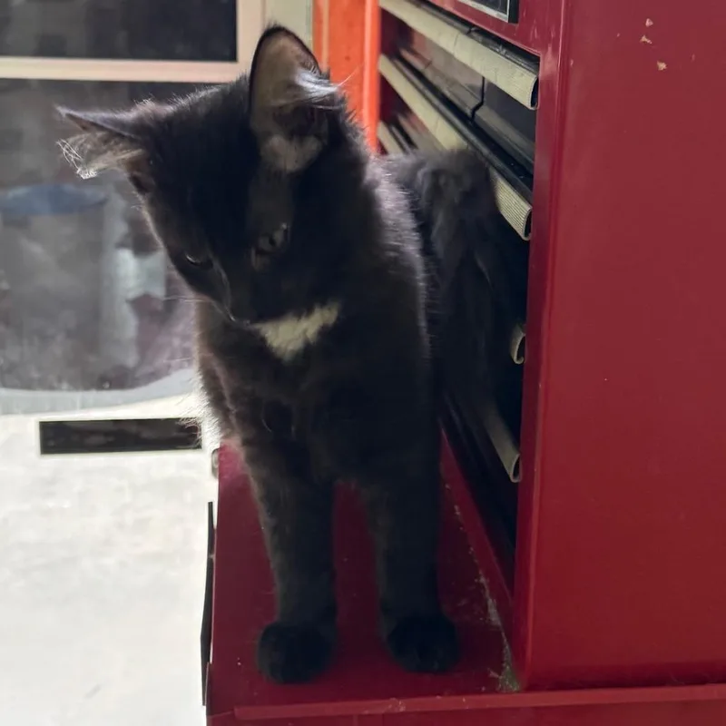 A baby small-sized female Black Domestic Medium Hair cat named Sally McCracken for adoption in Merrifield, VA