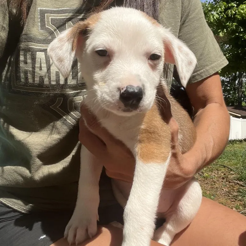 A baby small-sized male White / Cream Australian Shepherd dog named Phil for adoption in Rossville, GA
