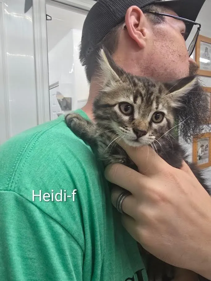 A baby large-sized female Domestic Short Hair cat named Heidi for adoption in Glenfield, NY
