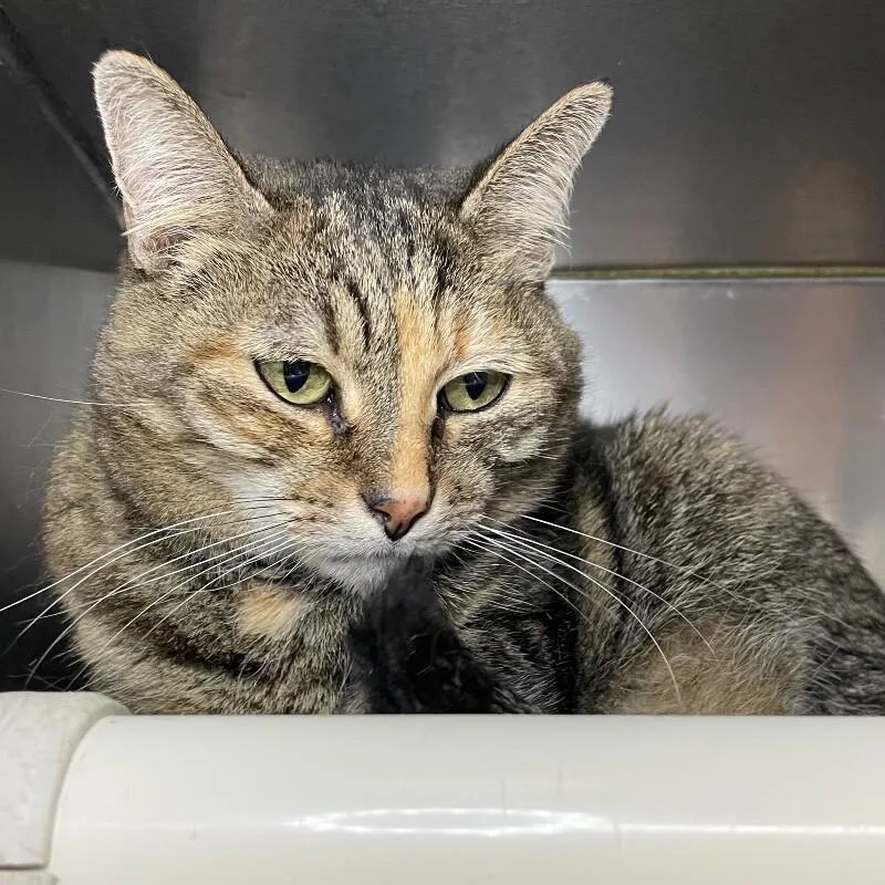 A senior medium-sized female Domestic Short Hair cat named Sansa for adoption in Roanoke, VA