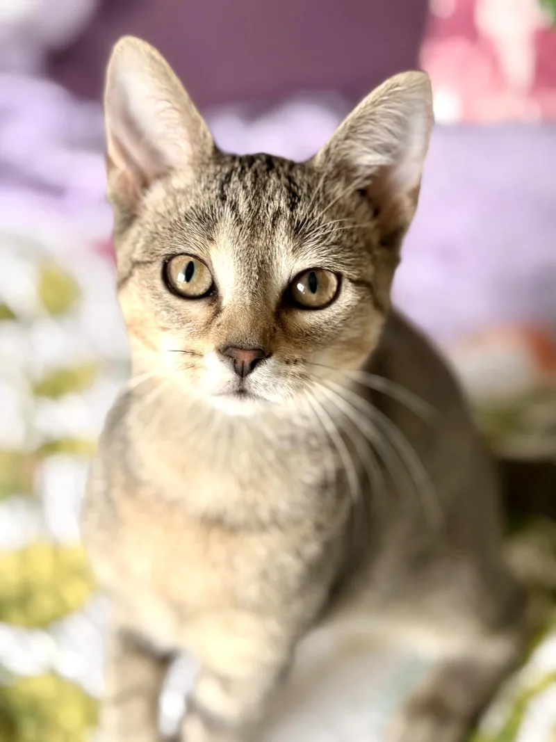 A baby medium-sized female Brown / Chocolate Tabby cat named Yankee for adoption in Racine, WI