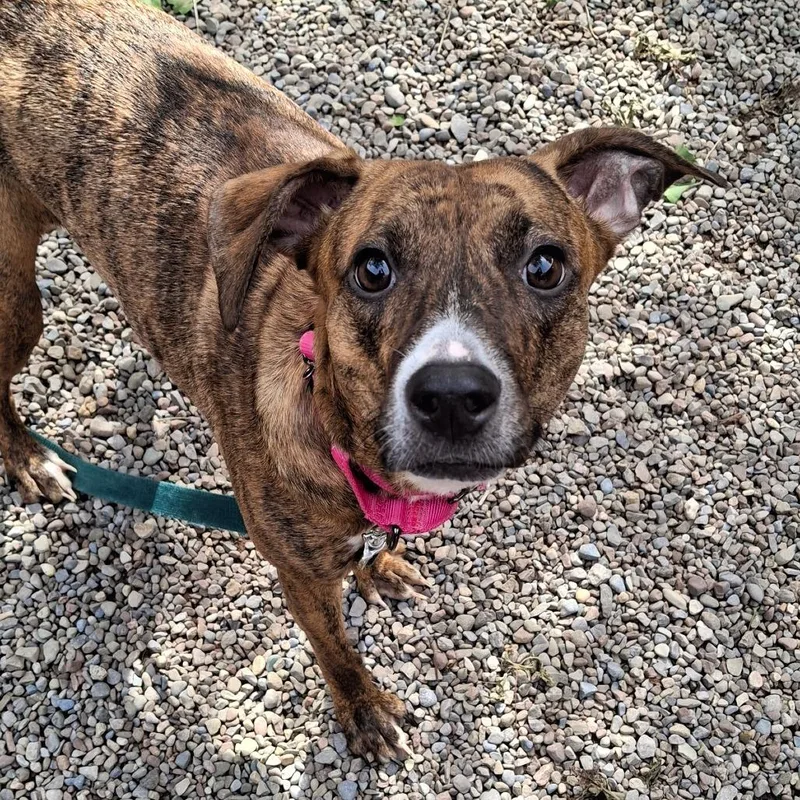 An adult medium-sized female Brindle Mixed Breed dog named Midnight for adoption in Fairport, NY