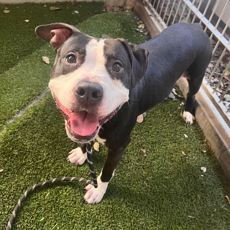A senior medium-sized male Black Pit Bull Terrier dog named Jug for adoption in Pasadena, CA