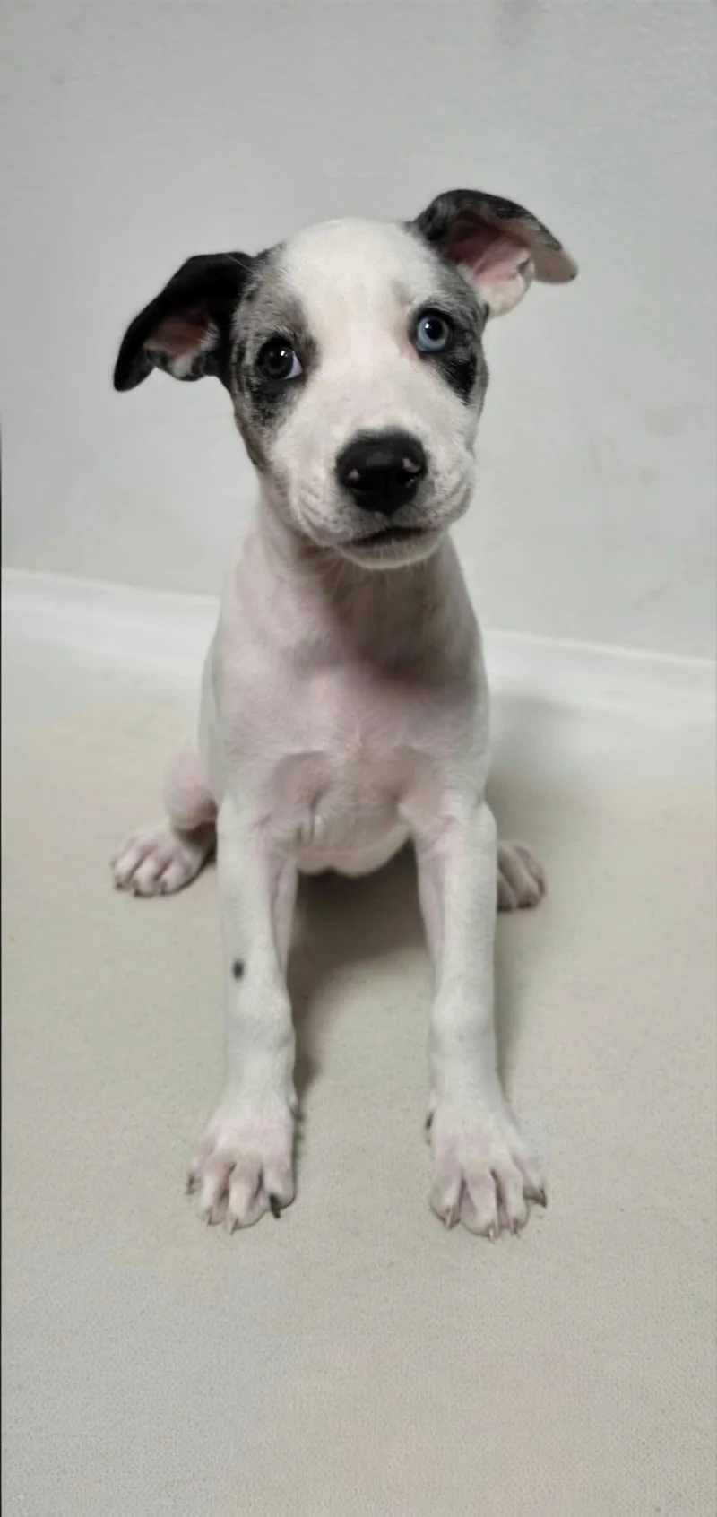 A baby medium-sized female White / Cream Mixed Breed dog named Sweet Pea for adoption in BONIFAY, FL
