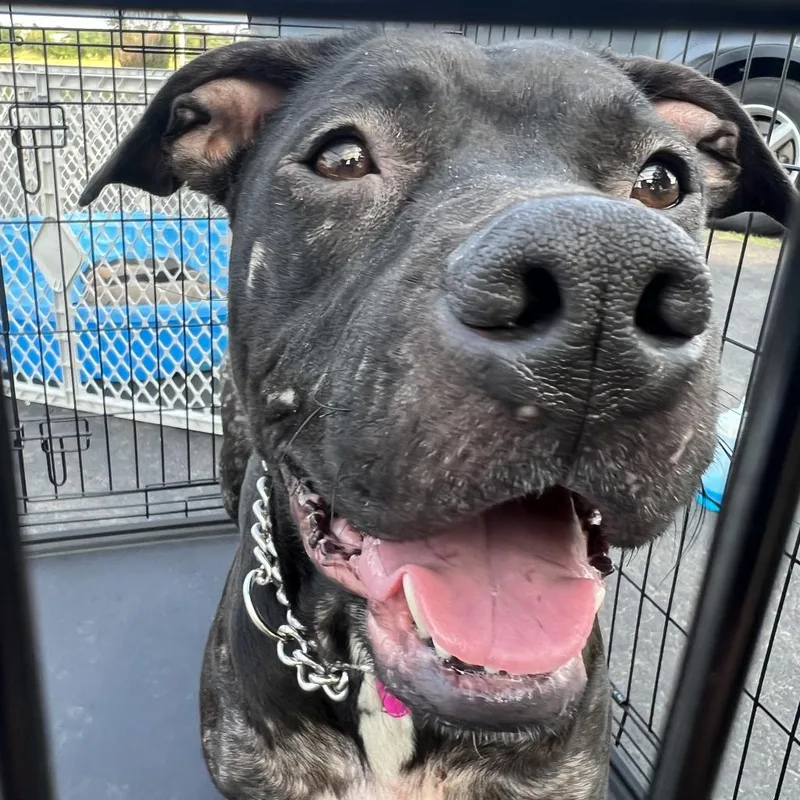 Wrenbella thumbnail 2