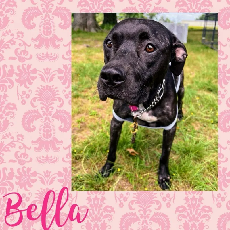 Wrenbella thumbnail 3