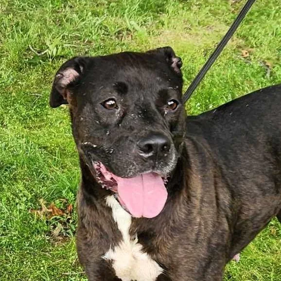 Wrenbella thumbnail 4