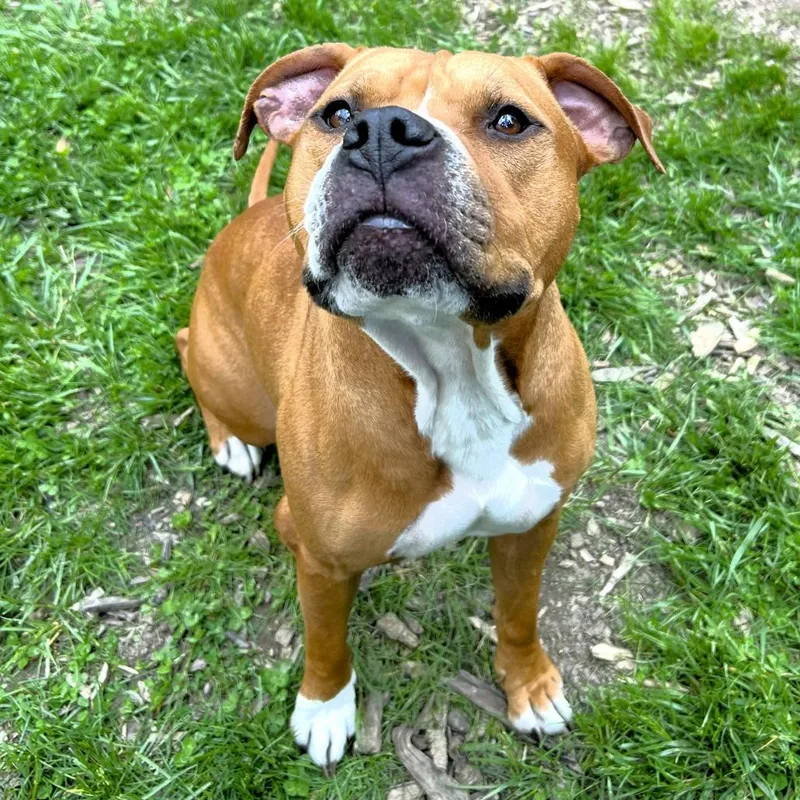 An adult medium-sized male Apricot / Beige Pit Bull Terrier dog named Scooby for adoption in Michigan City, IN