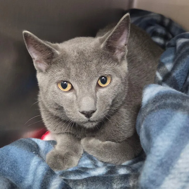 A baby medium-sized male Gray / Blue / Silver Domestic Short Hair cat named Theo for adoption in Lakeland, FL