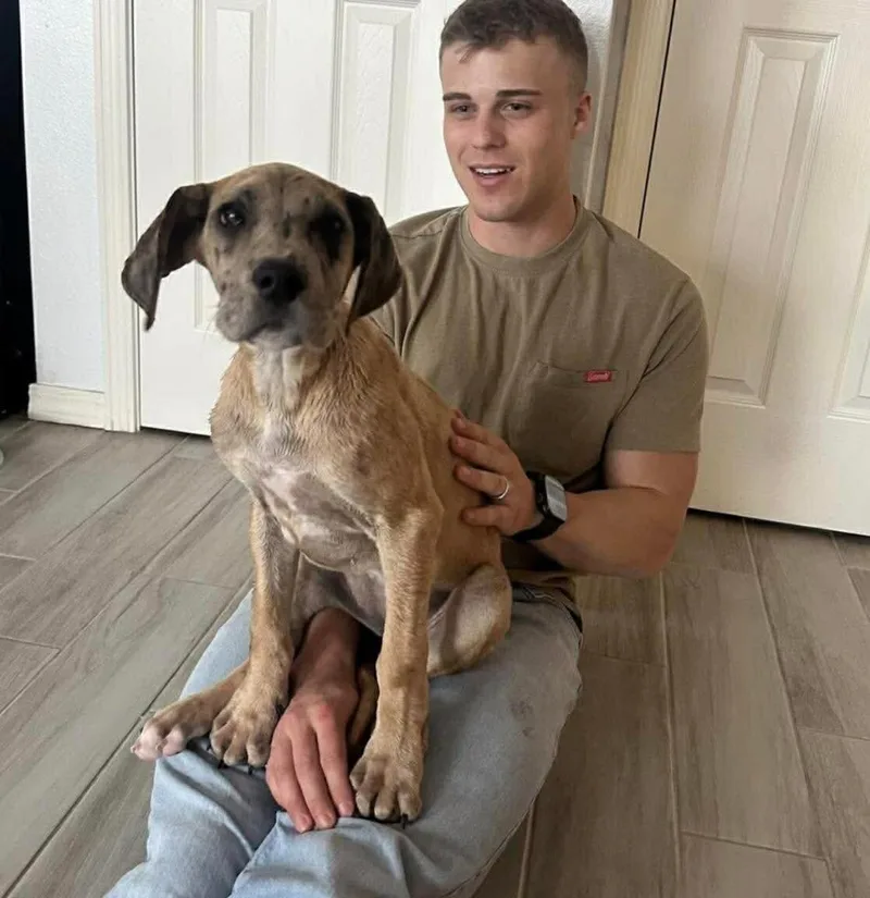 A baby large-sized female Great Dane dog named Anastaisa for adoption in Windsor, CO