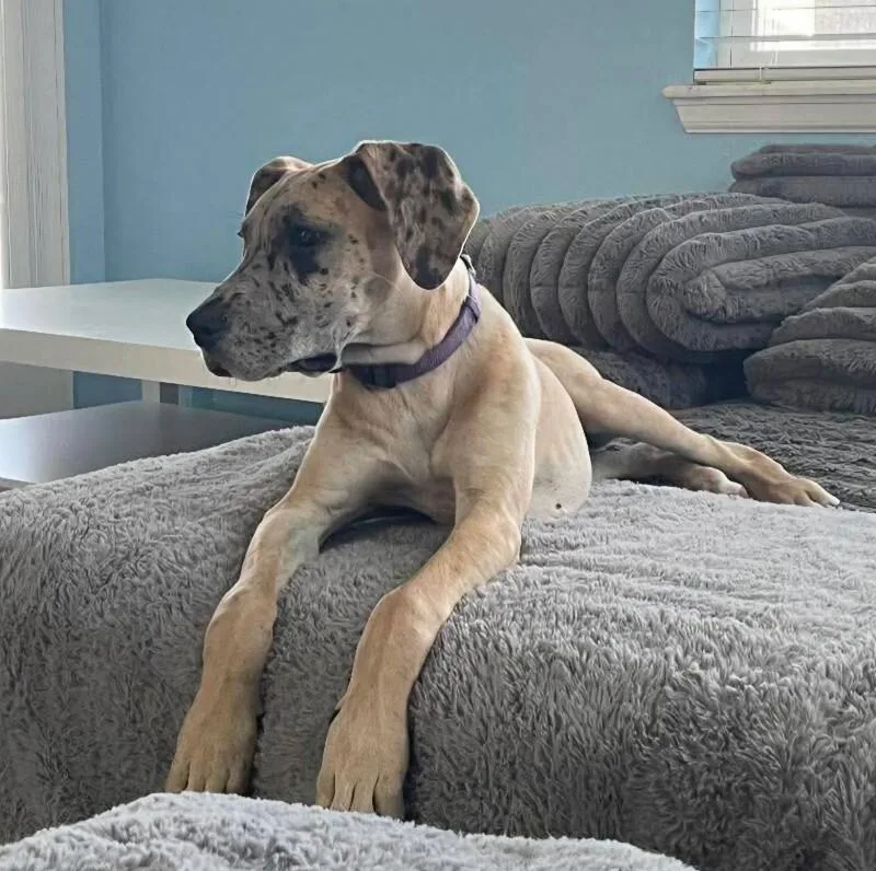 Anastaisa thumbnail 2