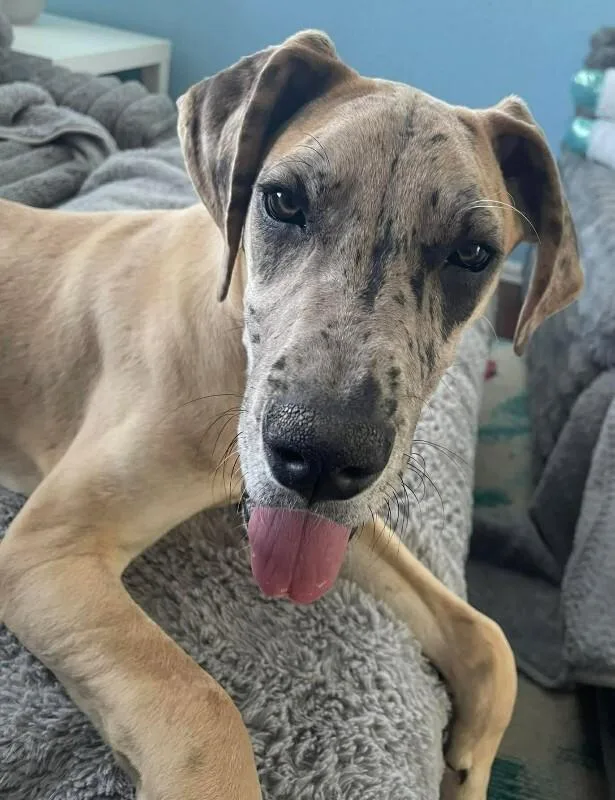 Anastaisa thumbnail 4