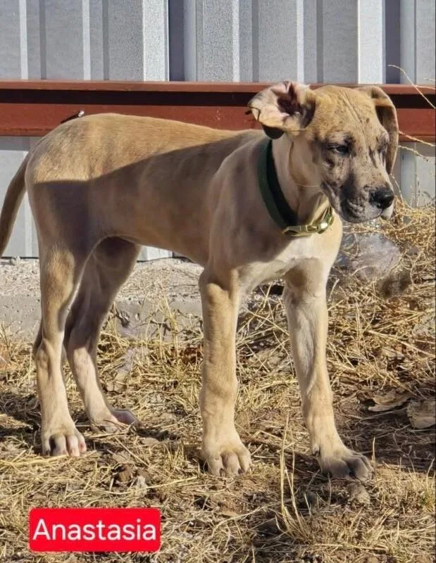 Anastaisa thumbnail 6