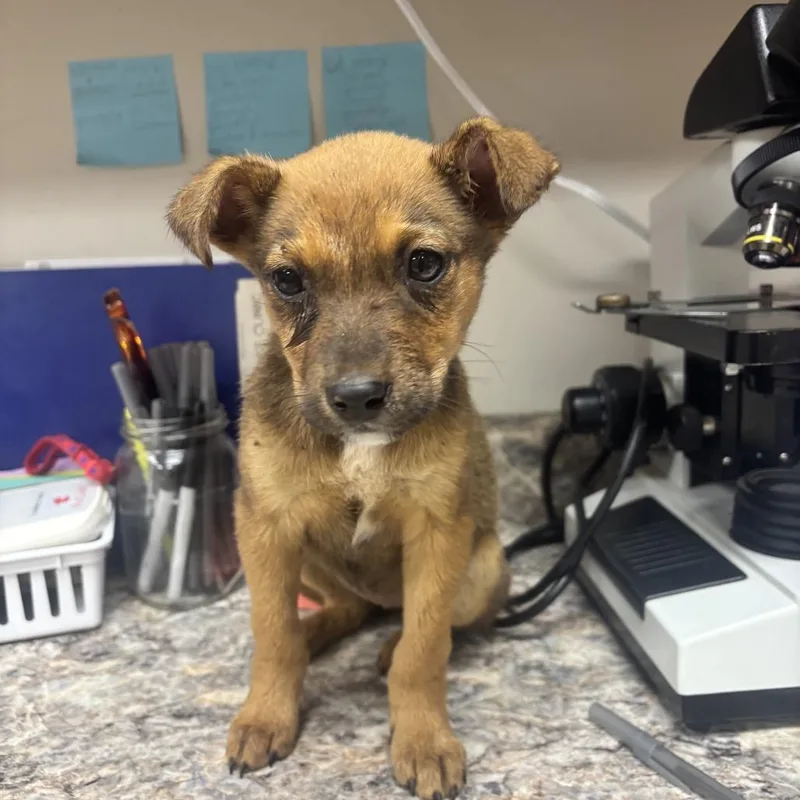 A baby small-sized female Red / Chestnut / Orange Feist dog named Hound  U for adoption in Tupelo, MS