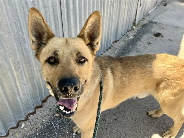 An adult large-sized male German Shepherd Dog dog named Max for adoption in Albuquerque, NM